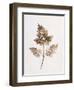 Fronds of Leaves-William Henry Fox Talbot-Framed Photographic Print