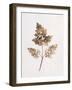Fronds of Leaves-William Henry Fox Talbot-Framed Photographic Print