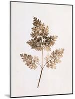 Fronds of Leaves-William Henry Fox Talbot-Mounted Photographic Print