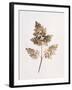 Fronds of Leaves-William Henry Fox Talbot-Framed Photographic Print