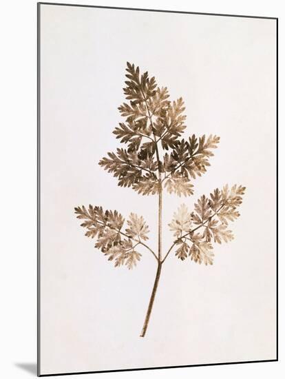 Fronds of Leaves-William Henry Fox Talbot-Mounted Photographic Print