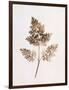 Fronds of Leaves-William Henry Fox Talbot-Framed Photographic Print