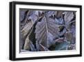 Black Frame