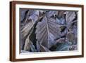 Brown Frame