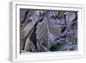 White Frame