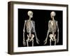 Front and back perspective views of upper body human skeleton, black background.-Leonello Calvetti-Framed Art Print