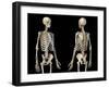 Front and back perspective views of upper body human skeleton, black background.-Leonello Calvetti-Framed Art Print