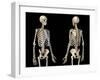 Front and back perspective views of upper body human skeleton, black background.-Leonello Calvetti-Framed Art Print