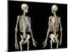 Front and back perspective views of upper body human skeleton, black background.-Leonello Calvetti-Mounted Art Print