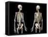 Front and back perspective views of upper body human skeleton, black background.-Leonello Calvetti-Framed Stretched Canvas