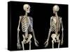 Front and back perspective views of upper body human skeleton, black background.-Leonello Calvetti-Stretched Canvas