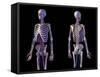 Front and back view of human skeletal and cardiovascular systems, black background.-Leonello Calvetti-Framed Stretched Canvas