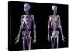 Front and back view of human skeletal and cardiovascular systems, black background.-Leonello Calvetti-Stretched Canvas