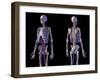 Front and back view of human skeletal and cardiovascular systems, black background.-Leonello Calvetti-Framed Art Print
