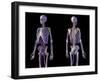 Front and back view of human skeletal and cardiovascular systems, black background.-Leonello Calvetti-Framed Art Print