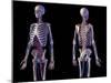 Front and back view of human skeletal and cardiovascular systems, black background.-Leonello Calvetti-Mounted Art Print