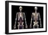 Front and back view of human skeleton with veins and arteries, black background.-Leonello Calvetti-Framed Art Print