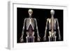 Front and back view of human skeleton with veins and arteries, black background.-Leonello Calvetti-Framed Art Print