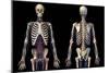 Front and back view of human skeleton with veins and arteries, black background.-Leonello Calvetti-Mounted Art Print