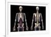 Front and back view of human skeleton with veins and arteries, black background.-Leonello Calvetti-Framed Art Print