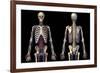 Front and back view of human skeleton with veins and arteries, black background.-Leonello Calvetti-Framed Art Print