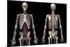 Front and back view of human skeleton with veins and arteries, black background.-Leonello Calvetti-Mounted Art Print