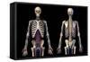 Front and back view of human skeleton with veins and arteries, black background.-Leonello Calvetti-Framed Stretched Canvas