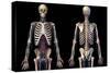 Front and back view of human skeleton with veins and arteries, black background.-Leonello Calvetti-Stretched Canvas