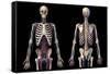 Front and back view of human skeleton with veins and arteries, black background.-Leonello Calvetti-Framed Stretched Canvas