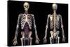 Front and back view of human skeleton with veins and arteries, black background.-Leonello Calvetti-Stretched Canvas