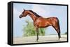 Front Animal (Arabian Horse - Conformation).-Alexia Khruscheva-Framed Stretched Canvas
