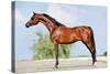 Front Animal (Arabian Horse - Conformation).-Alexia Khruscheva-Stretched Canvas