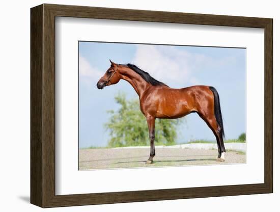 Front Animal (Arabian Horse - Conformation).-Alexia Khruscheva-Framed Photographic Print