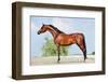 Front Animal (Arabian Horse - Conformation).-Alexia Khruscheva-Framed Photographic Print