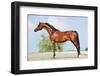 Front Animal (Arabian Horse - Conformation).-Alexia Khruscheva-Framed Photographic Print