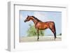 Front Animal (Arabian Horse - Conformation).-Alexia Khruscheva-Framed Photographic Print