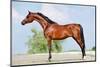 Front Animal (Arabian Horse - Conformation).-Alexia Khruscheva-Mounted Photographic Print