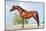 Front Animal (Arabian Horse - Conformation).-Alexia Khruscheva-Mounted Photographic Print