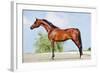 Front Animal (Arabian Horse - Conformation).-Alexia Khruscheva-Framed Photographic Print