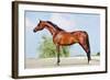 Front Animal (Arabian Horse - Conformation).-Alexia Khruscheva-Framed Photographic Print