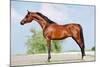 Front Animal (Arabian Horse - Conformation).-Alexia Khruscheva-Mounted Photographic Print