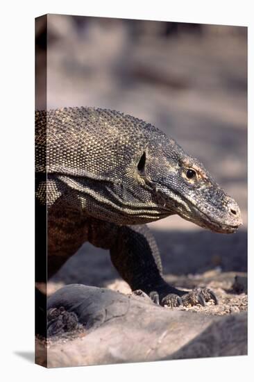 Front End of a Komodo Dragon Lizard-W. Perry Conway-Stretched Canvas