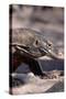 Front End of a Komodo Dragon Lizard-W. Perry Conway-Stretched Canvas