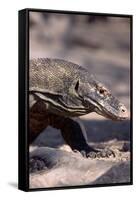 Front End of a Komodo Dragon Lizard-W. Perry Conway-Framed Stretched Canvas