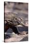 Front End of a Komodo Dragon Lizard-W. Perry Conway-Stretched Canvas