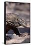 Front End of a Komodo Dragon Lizard-W. Perry Conway-Framed Stretched Canvas