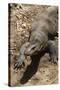 Front End of a Komodo Dragon Lizard-W. Perry Conway-Stretched Canvas