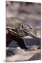 Front End of a Komodo Dragon Lizard-W. Perry Conway-Mounted Photographic Print