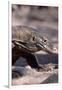 Front End of a Komodo Dragon Lizard-W. Perry Conway-Framed Photographic Print