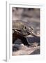 Front End of a Komodo Dragon Lizard-W. Perry Conway-Framed Photographic Print